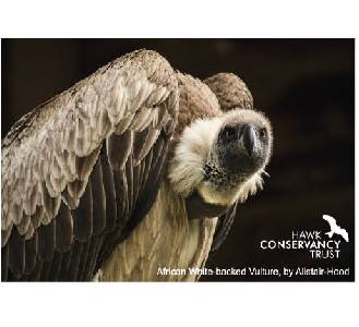 Magnet - African White-backed Vulture